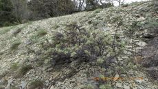 Astracantha-arnacanthoides_стация